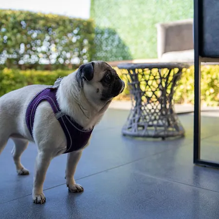 فندق La Cielo Bostanci 4*